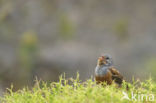 Cretzschmar s bunting (Emberiza caesia)