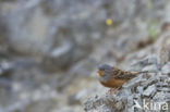 Bruinkeelortolaan (Emberiza caesia)