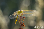 Common Darter (Sympetrum striolatum)