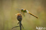 Bruinrode heidelibel (Sympetrum striolatum)