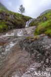 Buachaille Etive Mor