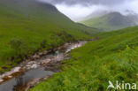 Buachaille Etive Mor