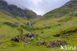 Buachaille Etive Mor