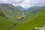 Buachaille Etive Mor