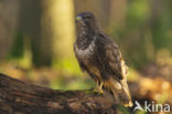 Common Buzzard (Buteo buteo)