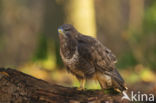 Buizerd (Buteo buteo)