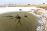 Grey Hair-grass (Corynephorus canescens)