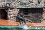 Californian sea lion (Zalophus californianus)