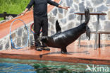 Californian sea lion (Zalophus californianus)