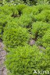 Lemonwood (Artemisia abrotanum)