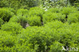 Citroenkruid (Artemisia abrotanum)