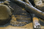 Red Diamond Rattlesnake (Crotalus ruber)