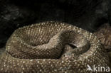 Crotalus vegrandis