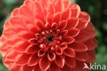 Dahlia (Dahlia spec.)