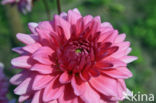 Dahlia (Dahlia spec.)