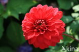 Dahlia (Dahlia spec.)