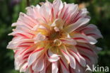 Dahlia (Dahlia spec.)