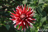 Dahlia (Dahlia spec.)