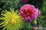 Dahlia (Dahlia spec.)