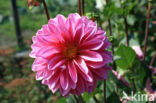 Dahlia (Dahlia spec.)