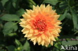 Dahlia (Dahlia spec.)