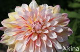 Dahlia (Dahlia spec.)