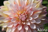 Dahlia (Dahlia spec.)