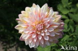 Dahlia (Dahlia spec.)