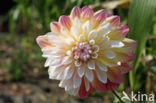 Dahlia (Dahlia spec.)