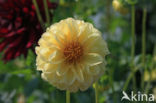 Dahlia (Dahlia spec.)