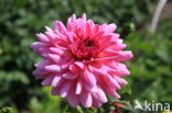 Dahlia (Dahlia spec.)