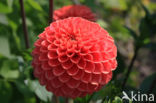 Dahlia (Dahlia spec.)