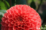 Dahlia (Dahlia spec.)