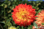 Dahlia (Dahlia spec.)