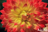 Dahlia (Dahlia spec.)