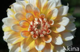 Dahlia (Dahlia spec.)