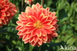 Dahlia (Dahlia spec.)