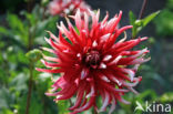 Dahlia (Dahlia spec.)