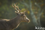 Fallow Deer (Dama dama)