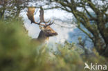 Fallow Deer (Dama dama)