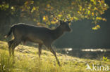 Fallow Deer (Dama dama)