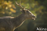 Fallow Deer (Dama dama)