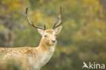 Fallow Deer (Dama dama)