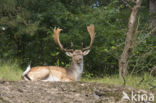Fallow Deer (Dama dama)