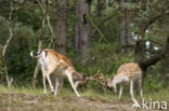 Fallow Deer (Dama dama)