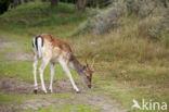 Fallow Deer (Dama dama)