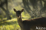 Fallow Deer (Dama dama)