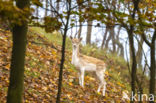 Fallow Deer (Dama dama)