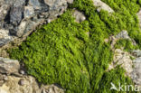 Hollow green weed (Enteromorpha intestinalis)