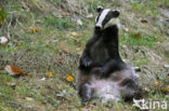 Badger (Meles meles)